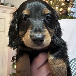 Rudolph - Black and tan male Dachshund puppy in Mascot, Tennessee from Magnolia Pearl Dachshunds