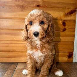Surge - Red  female Goldendoodle puppy in Beecher, Illinois from Erica’s Doodles