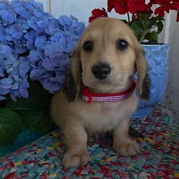 Teddy 3000 - Cream male Dachshund puppy in Lexington, Oklahoma from Long Doggy Acres Miniature Dachshunds