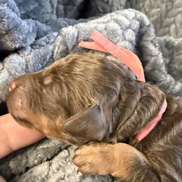 Pink Collar Girl - Phantom female Poodle puppy in Huntsville, Alabama from Flint River Poodles