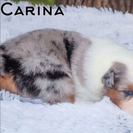 Carina - Australian Shepherd puppy from Northern Star Australian Shepherds