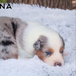 Carina - Australian Shepherd puppy from Northern Star Australian Shepherds