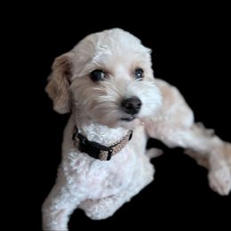 Harper - Goldendoodle