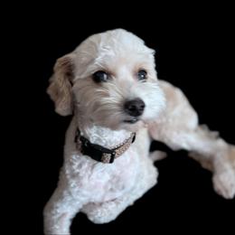 Harper - Goldendoodle