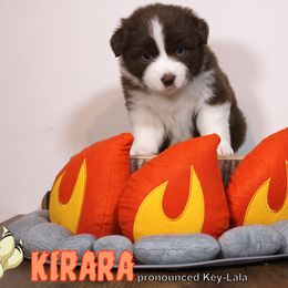 Australian Shepherd Puppies from Starlit Grove Australian Shepherds