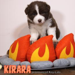 Australian Shepherd Puppies from Starlit Grove Australian Shepherds
