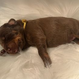 Yellow collar female - Red and rust female Doberman Pinscher puppy in Fostoria, Michigan from Jensen Dobermans and Dachshunds