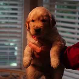 Golden Retriever and Goldendoodle Puppies from Guppy Puppies