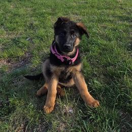 Hydra Whiskey Starry Night (Miss Spring Green) - Black and red female German Shepherd puppy in Purcellville, Virginia from Starry Night German Shepherd Dogs