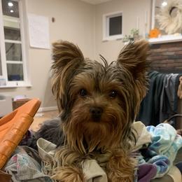 Yorkshire Terriers from Heritage Yorkies