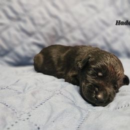Labrador Retriever Puppies from Hicks Family Homestead
