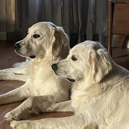 Golden Retriever All Grown Up from West KY Goldens and Doodles