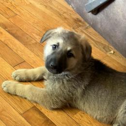 Sally - Sable female German Shepherd puppy in New Martinsville, West Virginia from Hunter K-9