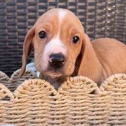 Nobu - Red male Dachshund puppy in Brownsville, California from Pine & Pasture Dachshunds