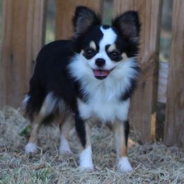 Clover - Chihuahua