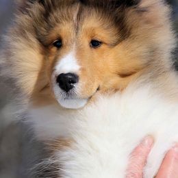 Shetland Sheepdogs from Cathance Shetland Sheepdogs
