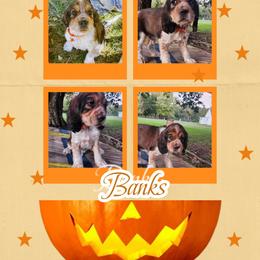 Tyron - Tri-Roan male English Springer Spaniel puppy in Westover, Maryland from Sterling's springer Haven