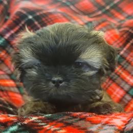 Shih Tzu Puppies from AKC Shih Tzu Champion Line Puppies