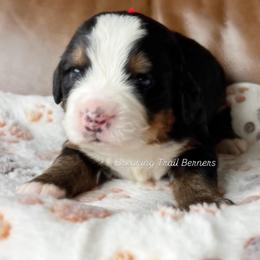 Moose Tracks - Black rust and white male Bernese Mountain Dog puppy in Draper, Utah from Breaking Trail Berners
