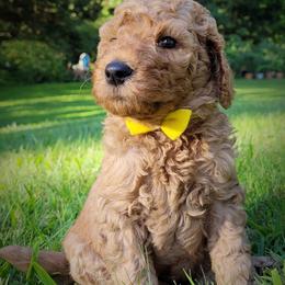 Poodle Puppies from Elite Standard Poodle