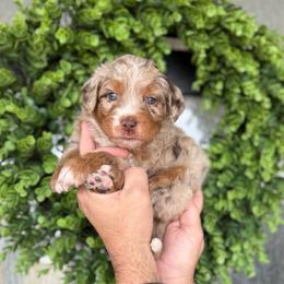 Dingo - male Australian Mountain Doodle puppy in Spanish Fork, Utah from K Brand Doodles