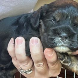 Girl 1 - Black and tan female Cocker Spaniel puppy in Spotsylvania, Virginia from Wilkshire Farm