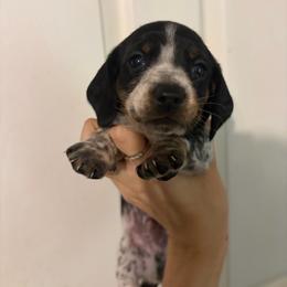 Hamlet - Piebald male Dachshund puppy in Conroe, Texas from Dots Dachshunds