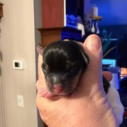 Baby 3 - White black and tan female Toy Fox Terrier puppy in Clermont, Florida from Debbie Hiles's Toy Fox Terriers