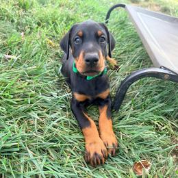 Slate - Black and rust male Doberman Pinscher puppy in Wirtz, Virginia from Ludic Kennels
