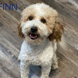 Finn - Goldendoodle