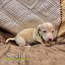 Sencha - Cream male Dachshund puppy in Toquerville, Utah from Rockindachs