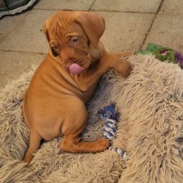 Vizsla Puppies from Clay's Vizsla