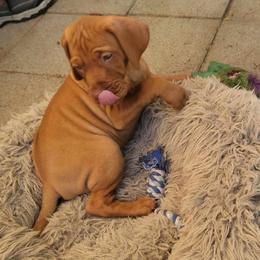 Vizsla Puppies from Clay's Vizsla
