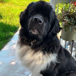 GYPSY - Newfoundland
