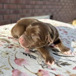 Girl 2 - Red tri female Miniature Australian Shepherd puppy in Beaver, Utah from Renegade Point Stock Dogs