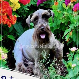 CHARLIE - Miniature Schnauzer