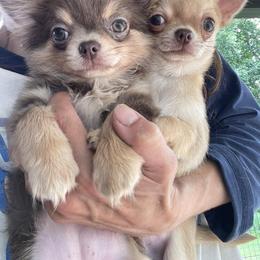 Chihuahua Puppies from ChiWowTown Chihuahuas