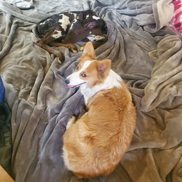 American Corgis and Pembroke Welsh Corgis from Barnes Corgis