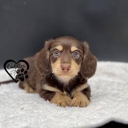 Miso - Chocolate and cream male Dachshund puppy in Nashville, Arkansas from Cuddles n Curls
