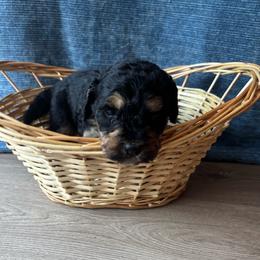 Duke - Tri-color male Bernedoodle puppy in Battle Creek, Michigan from T-Rose’s Bernedoodle & Pomsky Puppies