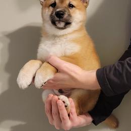 Shiba Inu Puppies from Veronika's Shiba Inus