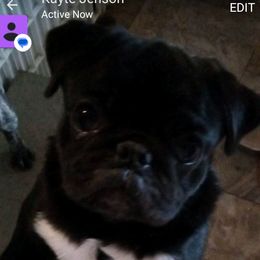 Angel - Pug (Non-standard)