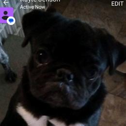 Angel - Pug (Non-standard)