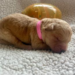 Pink Collar - Cream male Goldendoodle puppy in Denison, Iowa from Violet View Iowa Goldendoodles