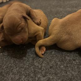 Male 1 - Yellow male Labrador Retriever puppy in Wardensville, West Virginia from Sager’s Labrador Puppies