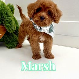 Marsh - Red male Cavapoo puppy in Buford, Georgia from Petite Posh Puppies
