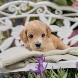 Journey - Apricot female Cavapoo puppy in Arlington, Texas from Van Haselen Poodles and Doodles