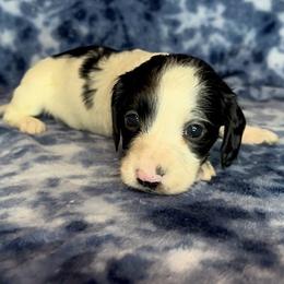 Sky - Piebald female Dachshund puppy in Poteau, Oklahoma from Sisters Dazzling Dachshunds