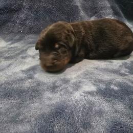 Green - Black and rust male Beauceron puppy in Batavia, New York from Oakland Beaucerons