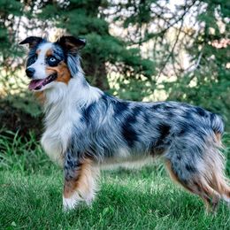 Zu - Australian Mountain Doodle